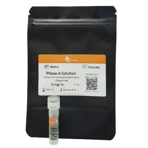 RNase A