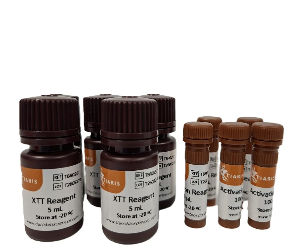XTT Viability assay