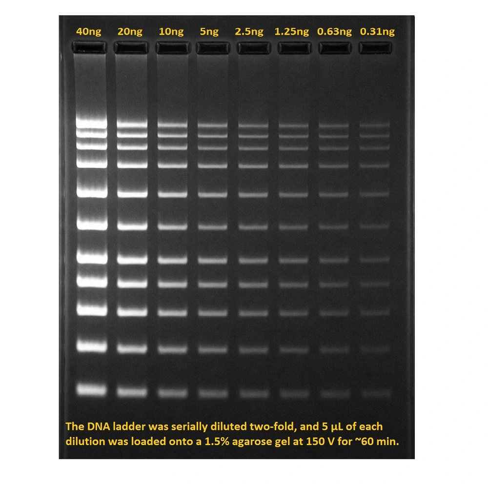 TiariStain DNA in gel