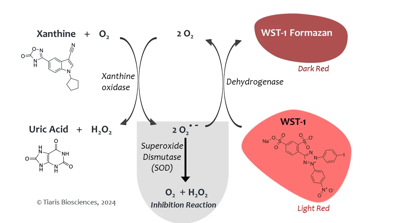 Superoxide Dismutase Reaction