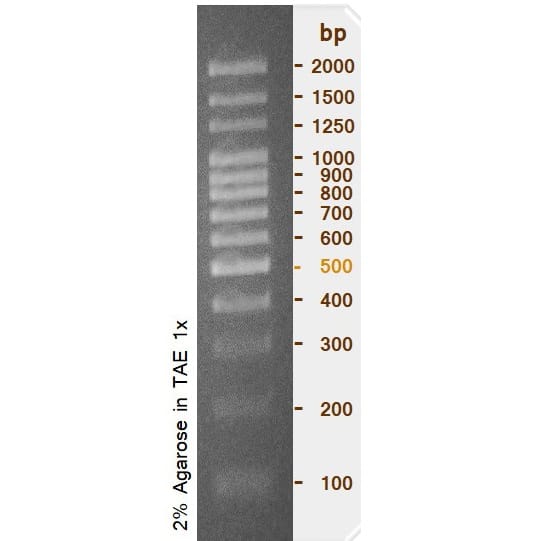 TBR0239 40. 100 2000 bp ladder DNA ruler